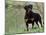 Rottweiler Dog in Woodland, USA-Lynn M. Stone-Mounted Photographic Print