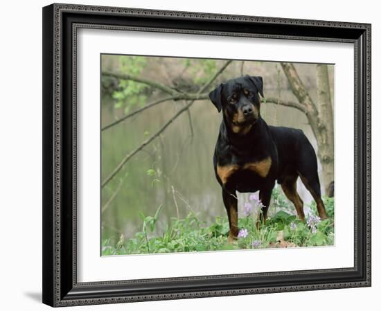 Rottweiler Dog in Woodland, USA-Lynn M. Stone-Framed Photographic Print