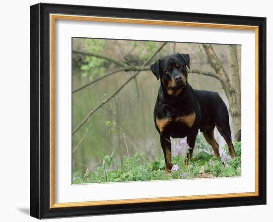 Rottweiler Dog in Woodland, USA-Lynn M. Stone-Framed Photographic Print