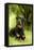 Rottweiler Dog Lying on Grass-null-Framed Premier Image Canvas