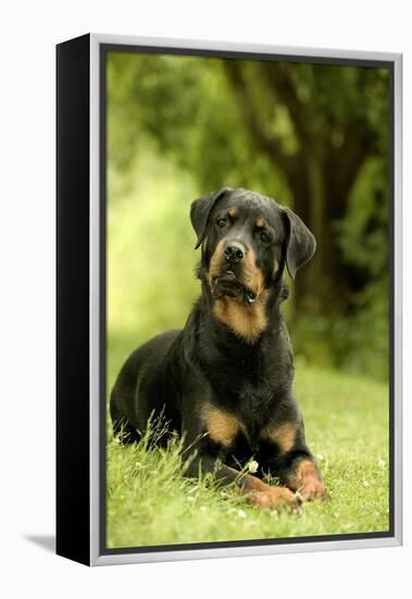 Rottweiler Dog Lying on Grass-null-Framed Premier Image Canvas