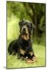 Rottweiler Dog Lying on Grass-null-Mounted Photographic Print