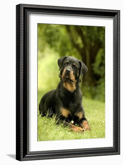 Rottweiler Dog Lying on Grass-null-Framed Photographic Print