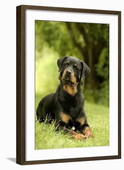 Rottweiler Dog Lying on Grass-null-Framed Photographic Print