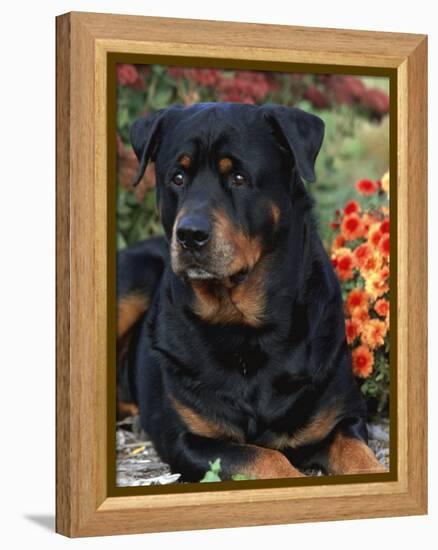 Rottweiler Dog Portrait, Illinois, USA-Lynn M. Stone-Framed Premier Image Canvas