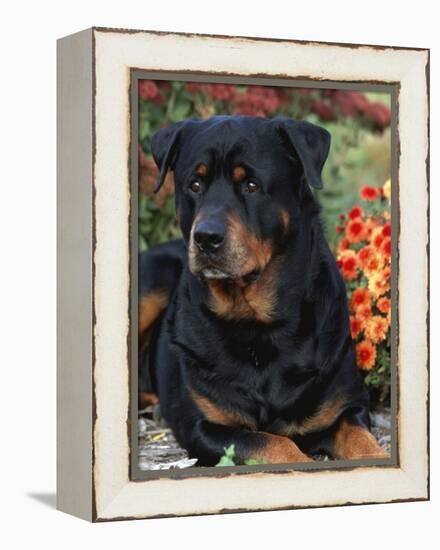 Rottweiler Dog Portrait, Illinois, USA-Lynn M. Stone-Framed Premier Image Canvas