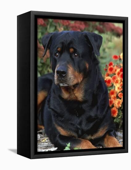 Rottweiler Dog Portrait, Illinois, USA-Lynn M. Stone-Framed Premier Image Canvas