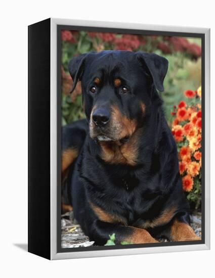 Rottweiler Dog Portrait, Illinois, USA-Lynn M. Stone-Framed Premier Image Canvas