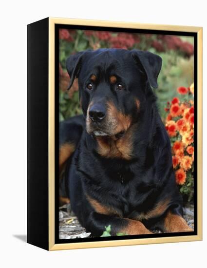 Rottweiler Dog Portrait, Illinois, USA-Lynn M. Stone-Framed Premier Image Canvas