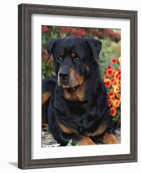 Rottweiler Dog Portrait, Illinois, USA-Lynn M. Stone-Framed Photographic Print