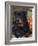 Rottweiler Dog Portrait, Illinois, USA-Lynn M. Stone-Framed Photographic Print