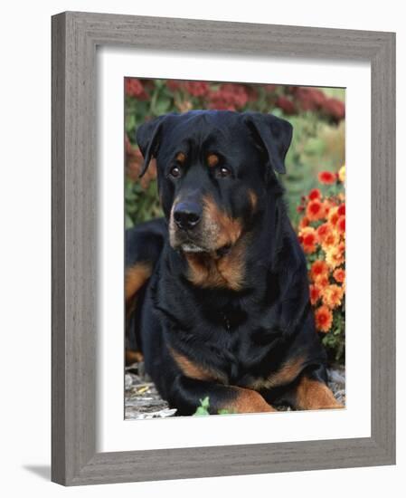 Rottweiler Dog Portrait, Illinois, USA-Lynn M. Stone-Framed Photographic Print