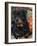 Rottweiler Dog Portrait, Illinois, USA-Lynn M. Stone-Framed Photographic Print