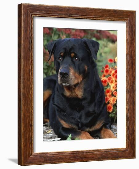 Rottweiler Dog Portrait, Illinois, USA-Lynn M. Stone-Framed Photographic Print