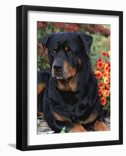 Rottweiler Dog Portrait, Illinois, USA-Lynn M. Stone-Framed Photographic Print