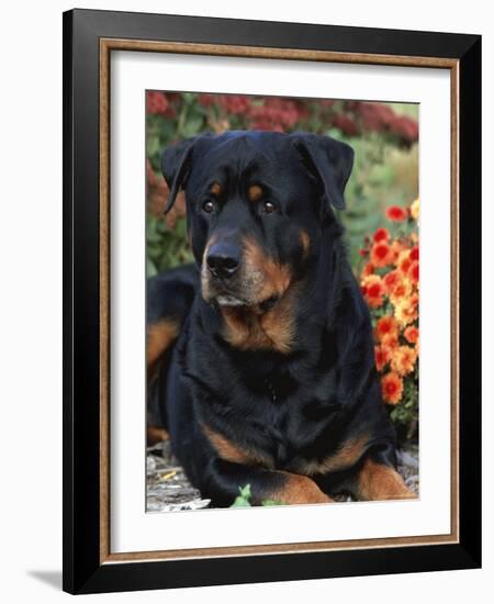 Rottweiler Dog Portrait, Illinois, USA-Lynn M. Stone-Framed Photographic Print