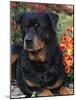 Rottweiler Dog Portrait, Illinois, USA-Lynn M. Stone-Mounted Photographic Print