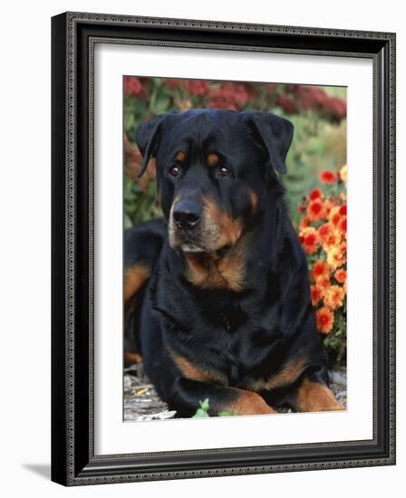 Rottweiler Dog Portrait, Illinois, USA-Lynn M. Stone-Framed Photographic Print