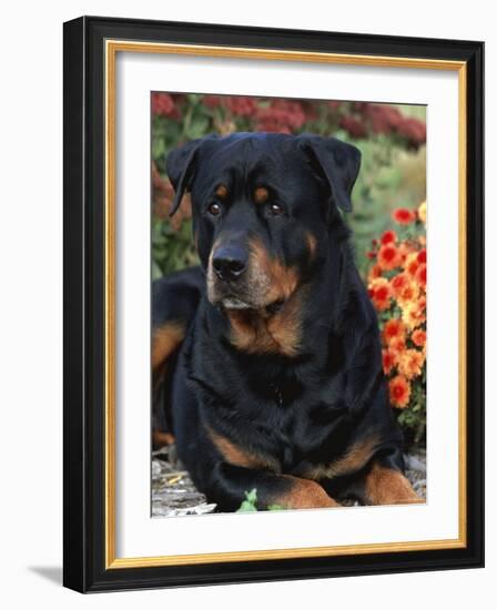 Rottweiler Dog Portrait, Illinois, USA-Lynn M. Stone-Framed Photographic Print