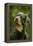 Rottweiler Dog with Head Tilted-null-Framed Premier Image Canvas