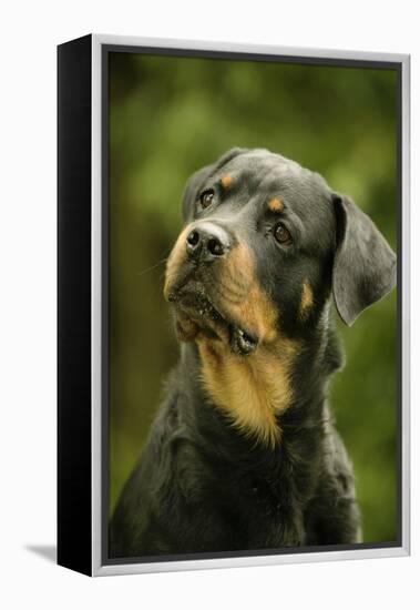 Rottweiler Dog with Head Tilted-null-Framed Premier Image Canvas