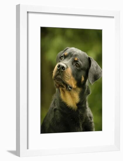 Rottweiler Dog with Head Tilted-null-Framed Photographic Print