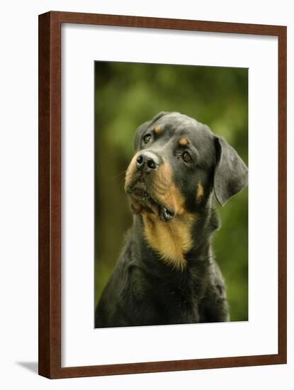 Rottweiler Dog with Head Tilted-null-Framed Photographic Print