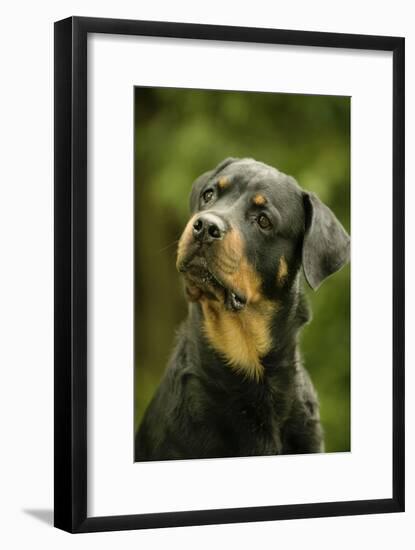 Rottweiler Dog with Head Tilted-null-Framed Photographic Print