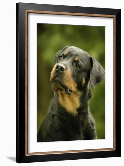 Rottweiler Dog with Head Tilted-null-Framed Photographic Print