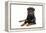 Rottweiler Lying Down-null-Framed Premier Image Canvas