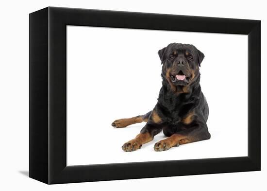 Rottweiler Lying Down-null-Framed Premier Image Canvas