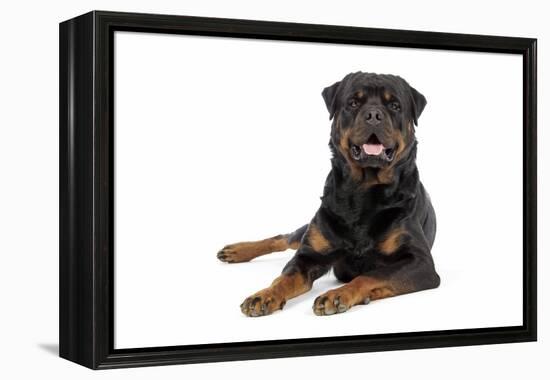 Rottweiler Lying Down-null-Framed Premier Image Canvas