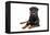 Rottweiler Lying Down-null-Framed Premier Image Canvas