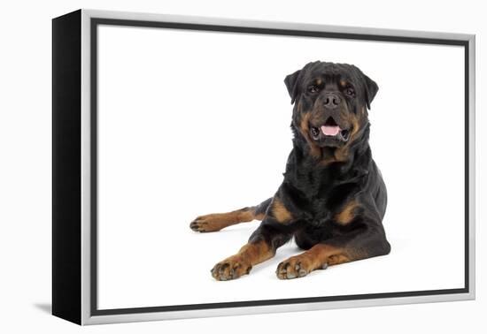 Rottweiler Lying Down-null-Framed Premier Image Canvas