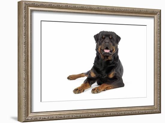 Rottweiler Lying Down-null-Framed Photographic Print