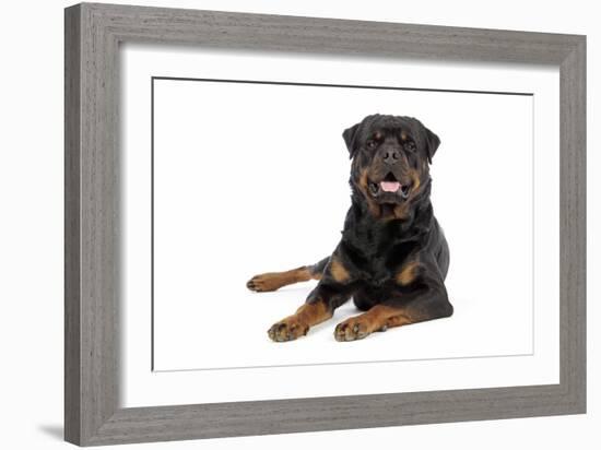 Rottweiler Lying Down-null-Framed Photographic Print