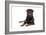 Rottweiler Lying Down-null-Framed Photographic Print