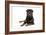 Rottweiler Lying Down-null-Framed Photographic Print