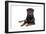 Rottweiler Lying Down-null-Framed Photographic Print