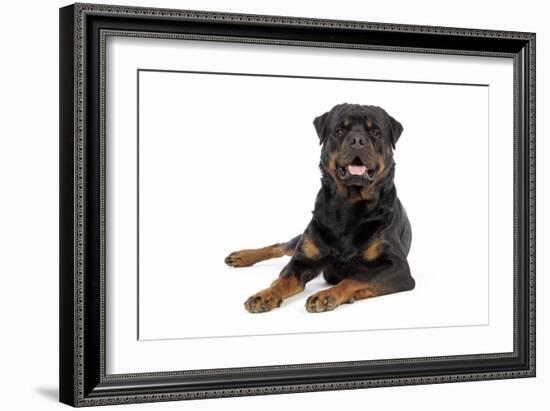 Rottweiler Lying Down-null-Framed Photographic Print