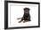 Rottweiler Lying Down-null-Framed Photographic Print