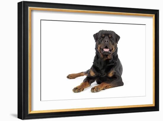 Rottweiler Lying Down-null-Framed Photographic Print