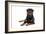 Rottweiler Lying Down-null-Framed Photographic Print