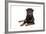 Rottweiler Lying Down-null-Framed Photographic Print