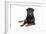 Rottweiler Lying Down-null-Framed Photographic Print