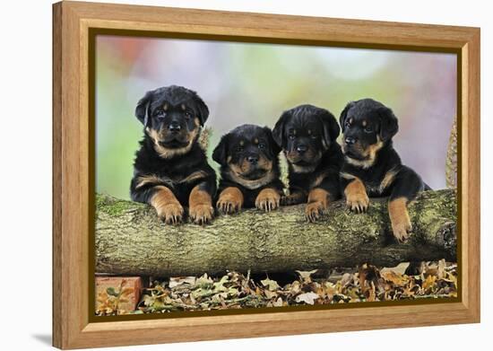 Rottweiler Puppies in a Row Looking over Log-null-Framed Premier Image Canvas