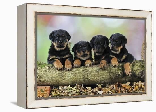 Rottweiler Puppies in a Row Looking over Log-null-Framed Premier Image Canvas