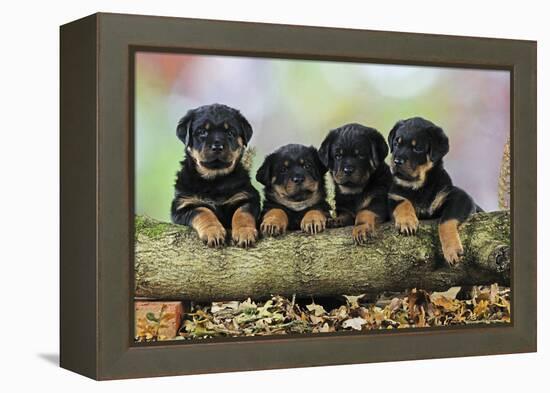 Rottweiler Puppies in a Row Looking over Log-null-Framed Premier Image Canvas