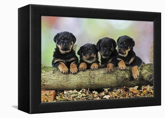 Rottweiler Puppies in a Row Looking over Log-null-Framed Premier Image Canvas