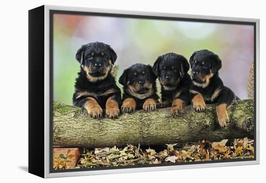 Rottweiler Puppies in a Row Looking over Log-null-Framed Premier Image Canvas